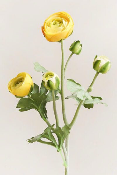 Cành hoa trà mao lương thân phấn màu vàng