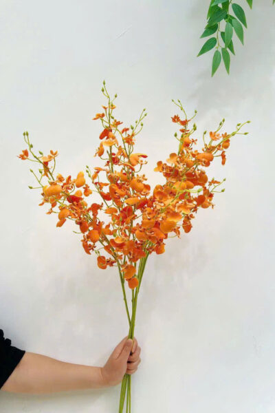Cành lan vũ nữ hoa decor