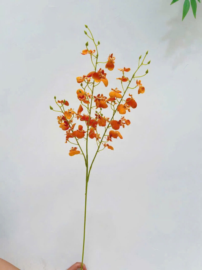 Cành lan vũ nữ màu cam