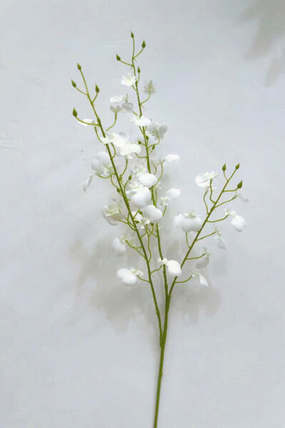 Cành lan vũ nữ màu trắng