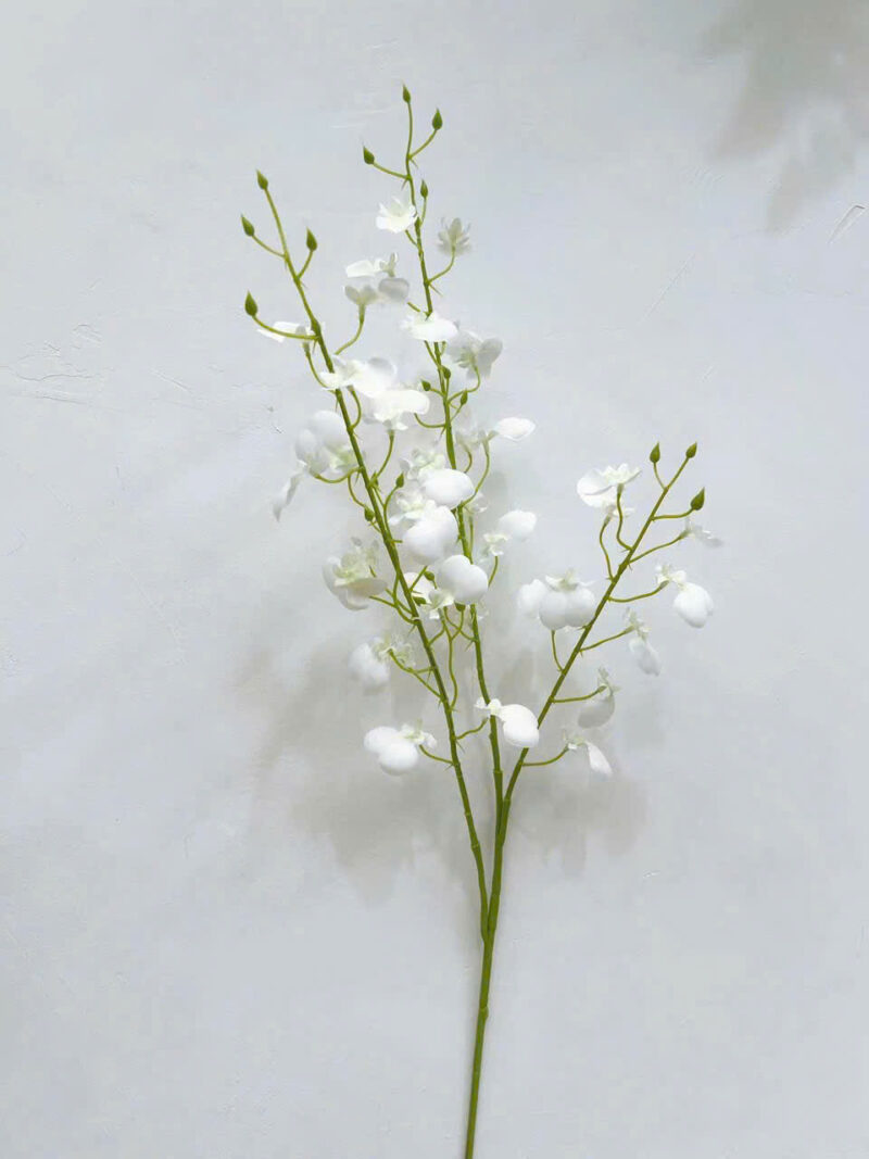 Cành lan vũ nữ màu trắng