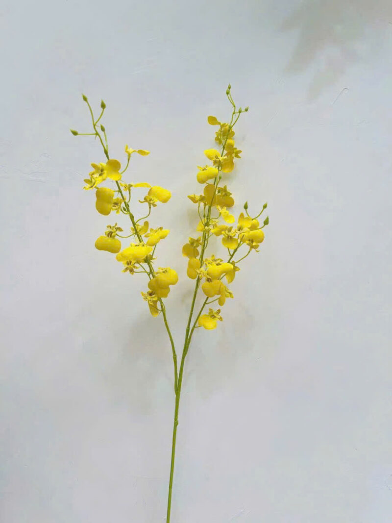 Cành lan vũ nữ màu vàng