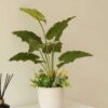 Chậu cây để bàn cụm lá môn đại xanh