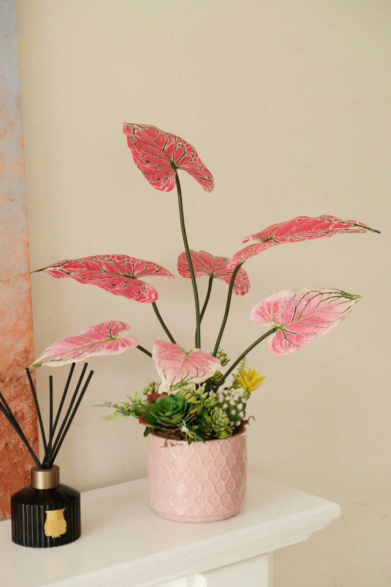 Chậu cây để bàn cụm lá môn đỏ chậu hồng