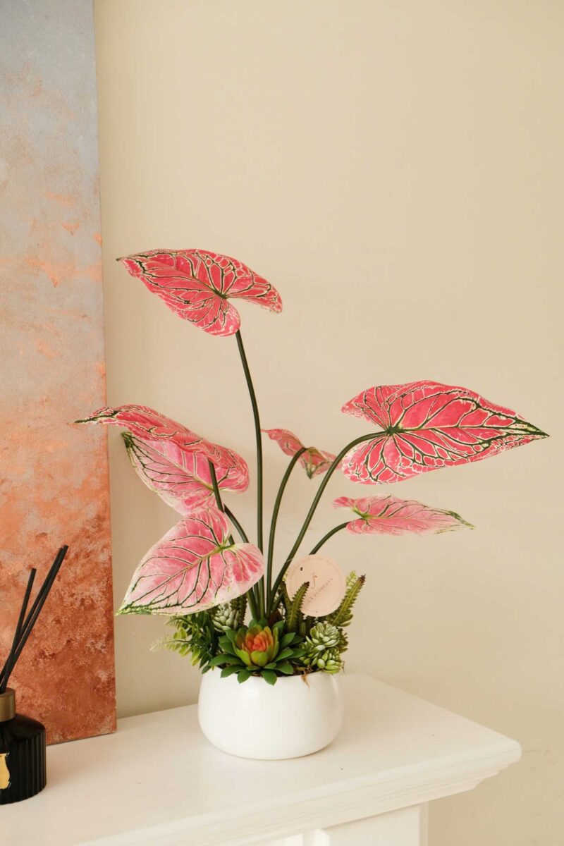 Chậu cây để bàn cụm lá môn đỏ chậu trắng