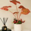 Chậu cây để bàn cụm lá môn đỏ mix sen đá
