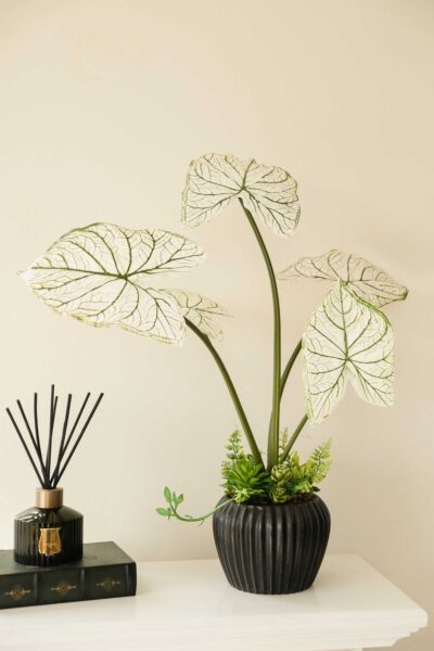 Chậu cây để bàn cụm lá môn trắng 4 cành