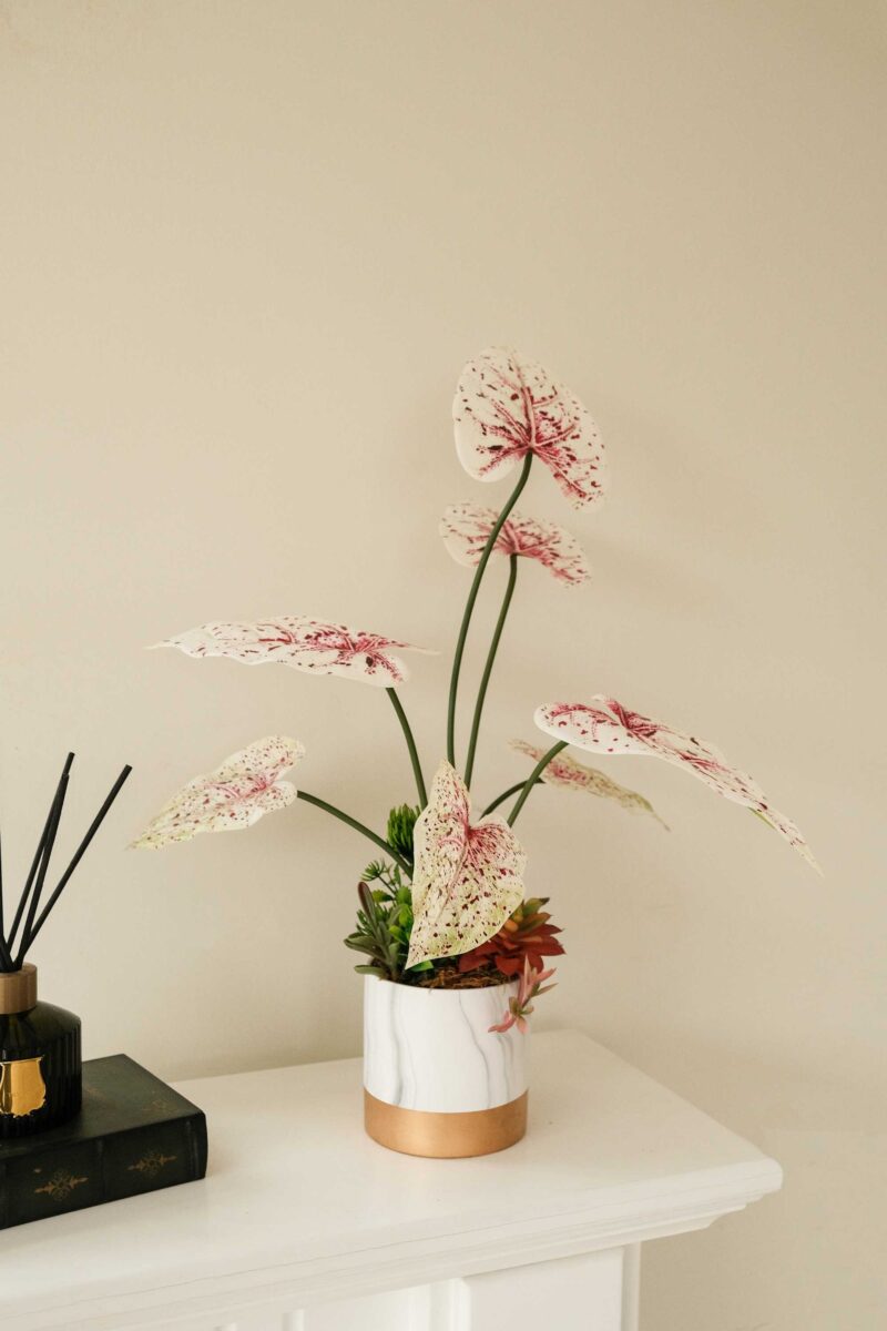Chậu cây để bàn cụm lá môn trắng chấm đỏ