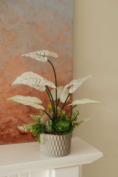 Chậu cây để bàn cụm lá môn trắng mix sen đá