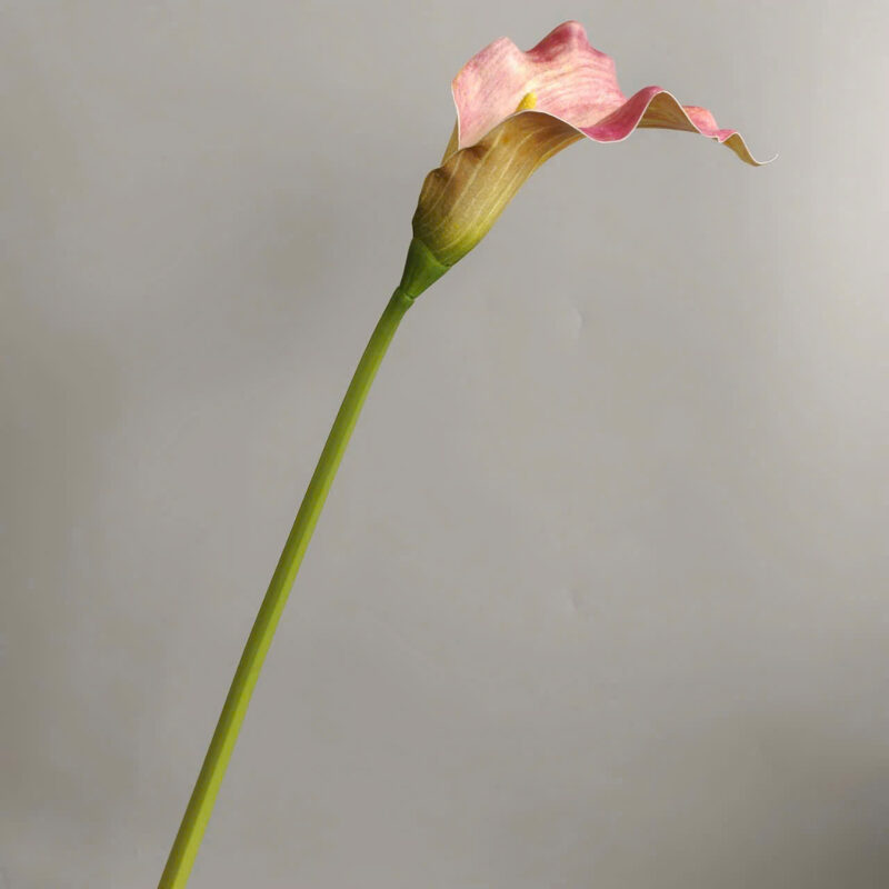 Hoa rum cao su màu hồng