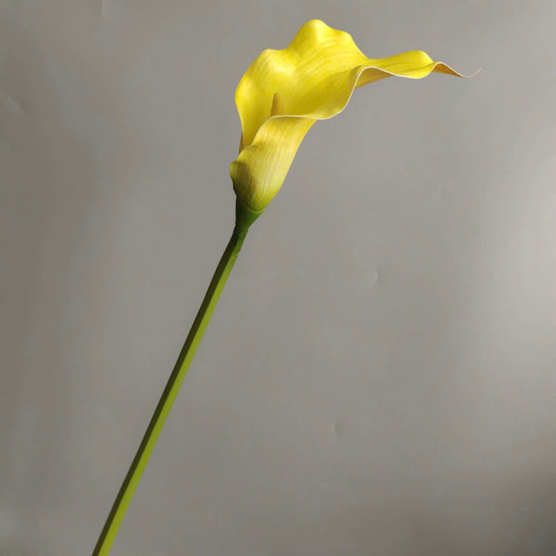 Hoa rum cao su màu vàng
