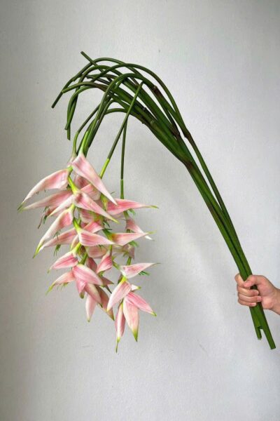 Cành chuối pháo rủ cao su