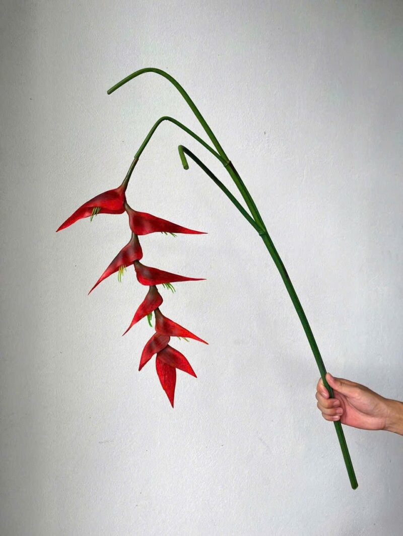 Cành chuối pháo rủ màu đỏ