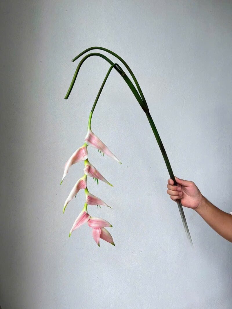 Cành chuối pháo rủ màu hồng