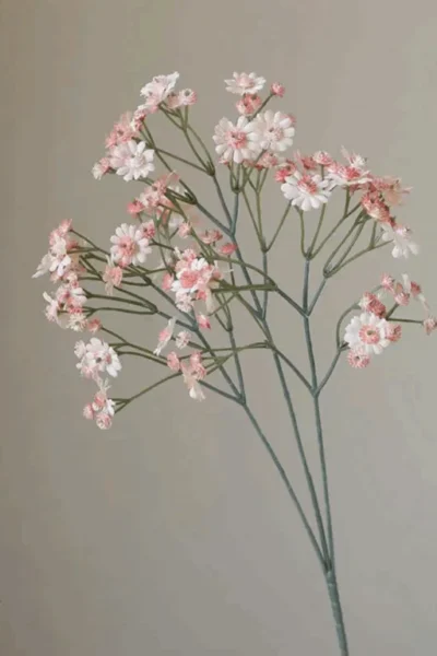 Cành hoa baby cao su nở màu hồng