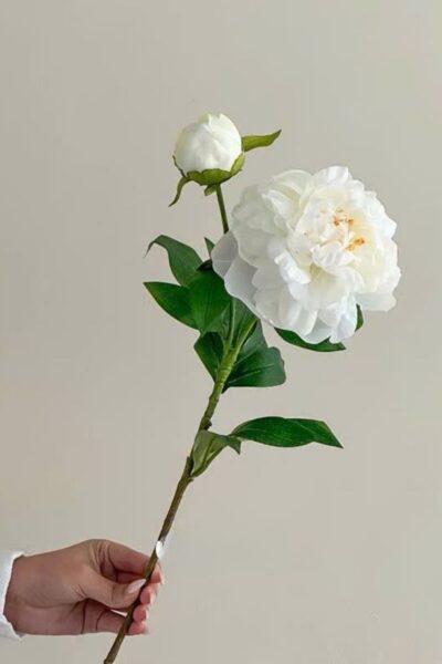 Cành hoa mẫu đơn 1 bông nở 1 nụ màu trắng