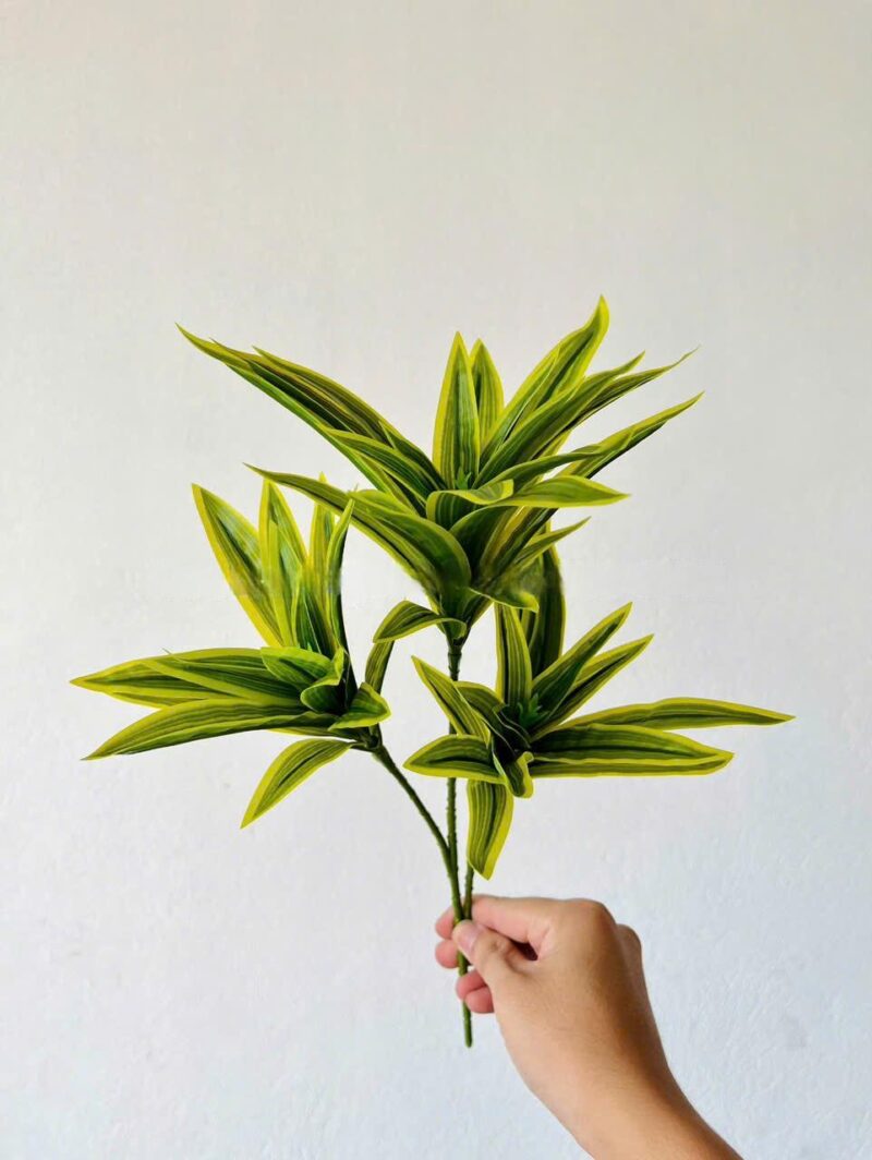Cành thủy trúc 3 nhánh xanh viền vàng