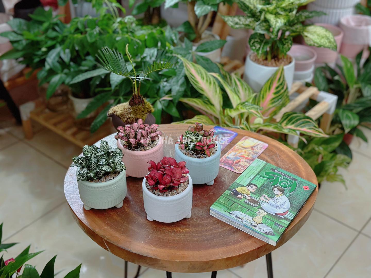 Chậu cây xanh/Chậu hoa tươi lần đầu gặp mặt nên tặng gì