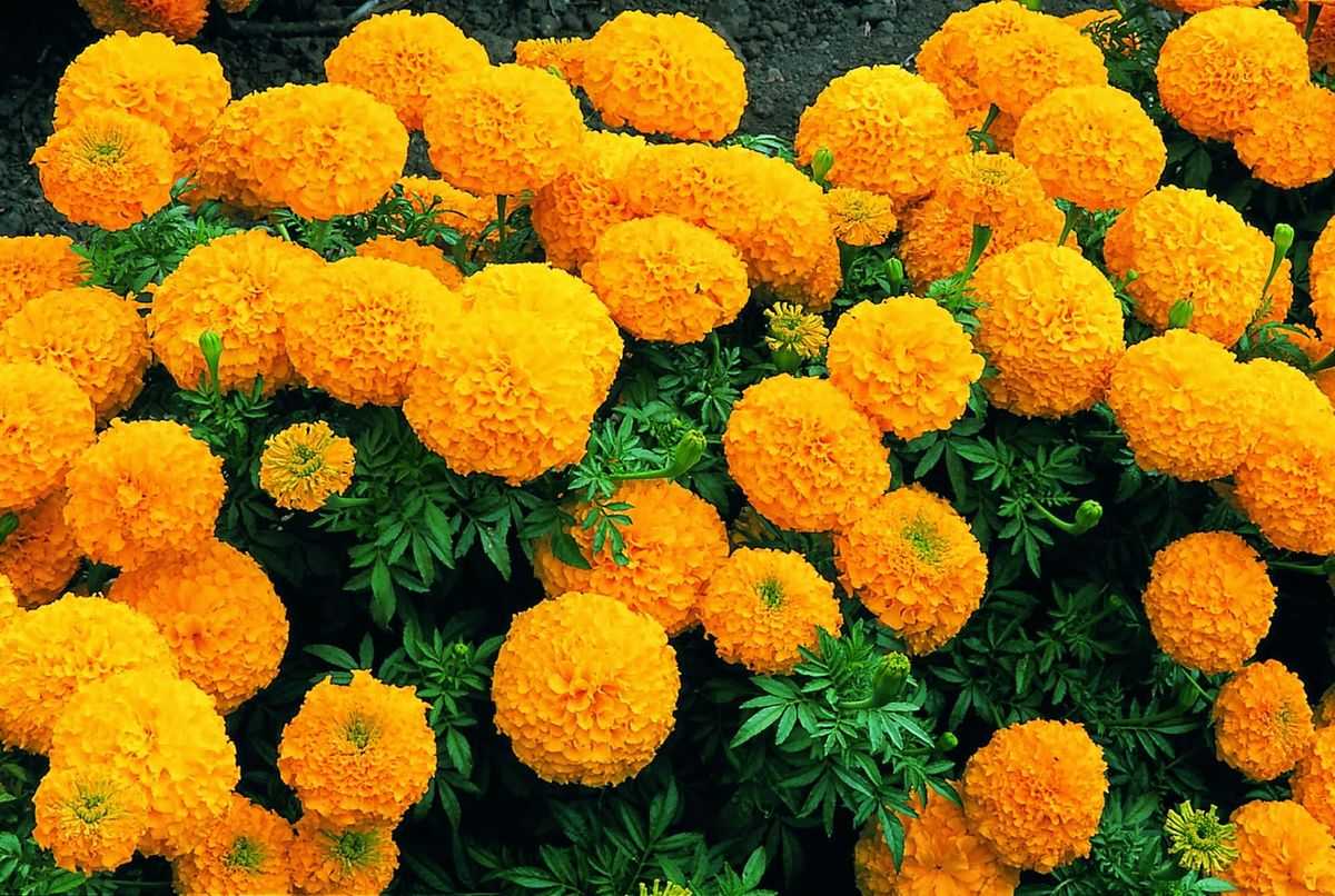 Hoa cúc vạn thọ hoa tượng trưng cho gia đình