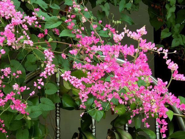 Hoa tigon các loài hoa đẹp nhất thế giới