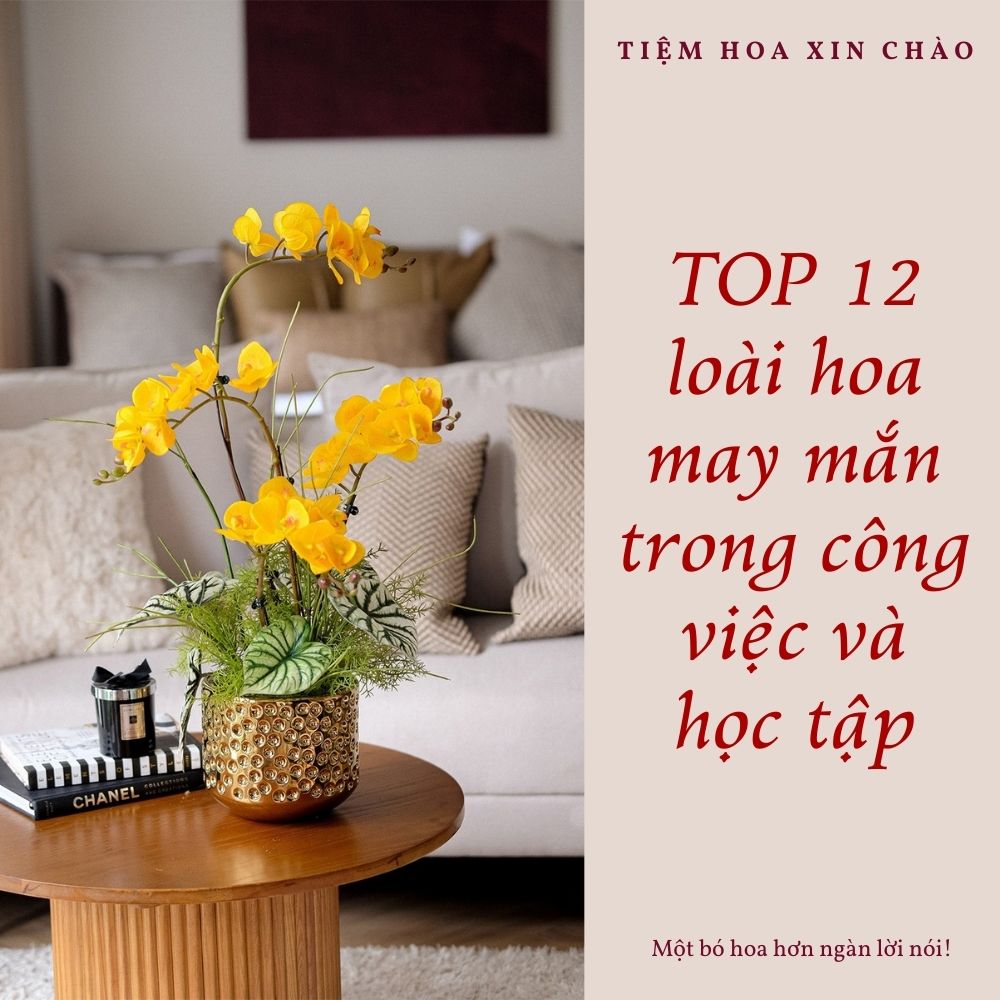 loài hoa may mắn trong công việc và học tập