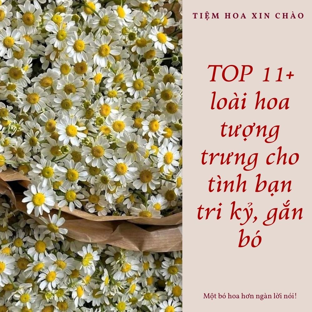 loài hoa tượng trưng cho tình bạn tri kỷ