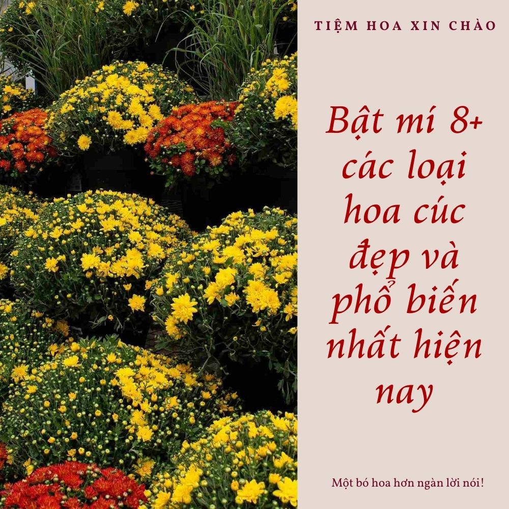 các loại hoa cúc đẹp và phổ biến