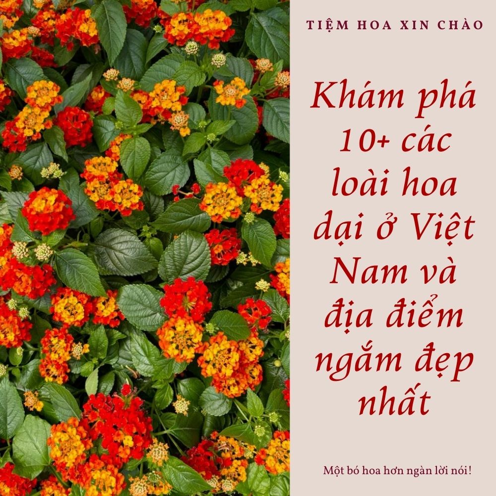 các loài hoa dại ở Việt Nam