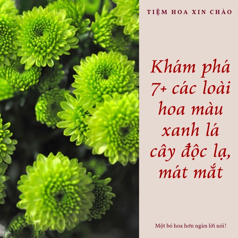 các loài hoa màu xanh lá cây