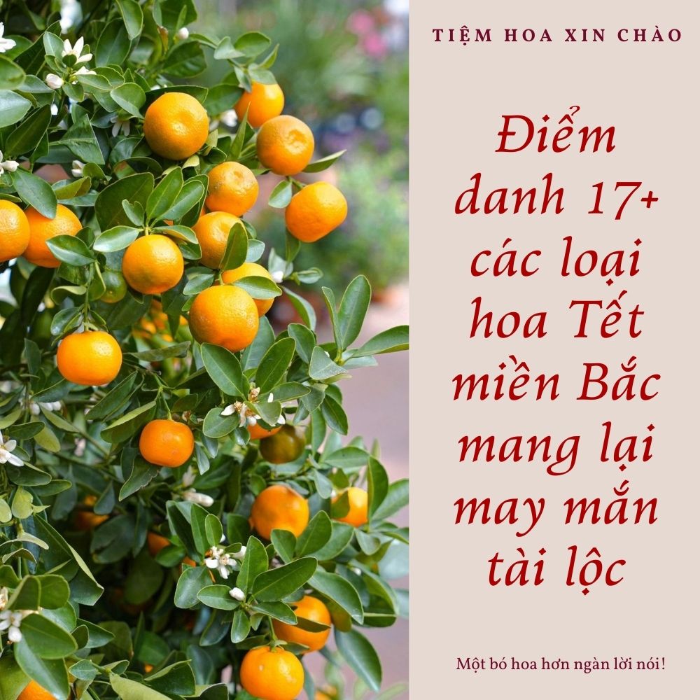 các loại hoa Tết miền Bắc