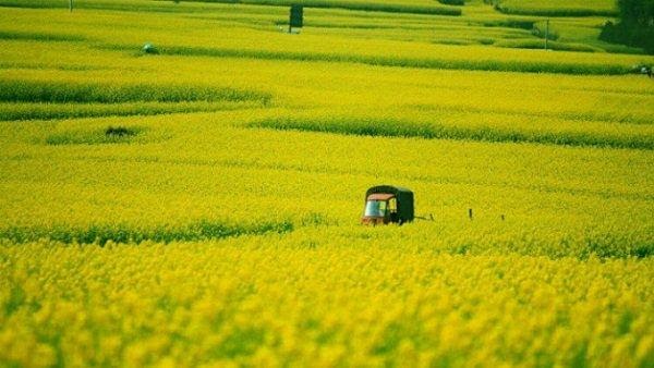 Cánh đồng hoa cải dầu ở Menyuan, Trung Quốc