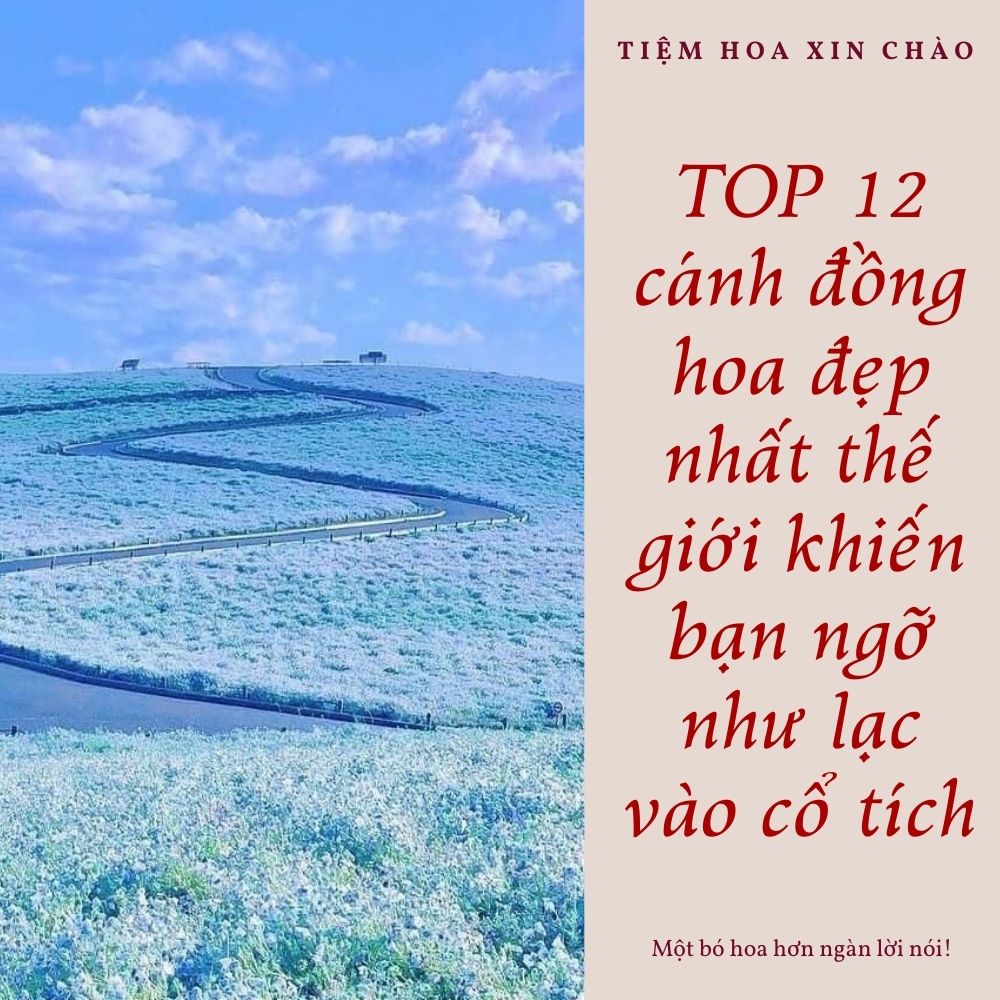 Cánh đồng hoa đẹp nhất thế giới