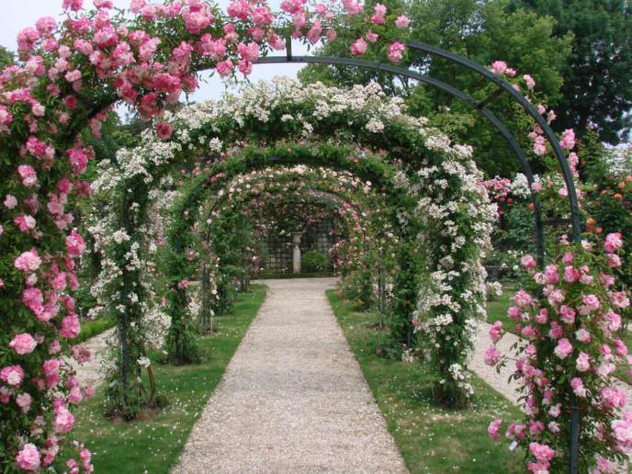 Cánh đồng hoa hồng đẹp nhất thế giới L’Hay Les Roses