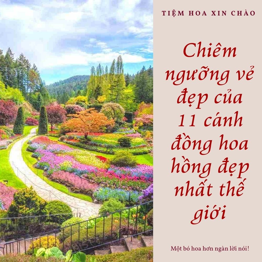 cánh đồng hoa hồng đẹp nhất thế giới