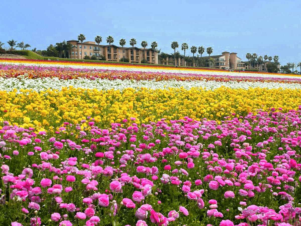 Cánh đồng hoa Mao lương ở Carlsbad, Mỹ