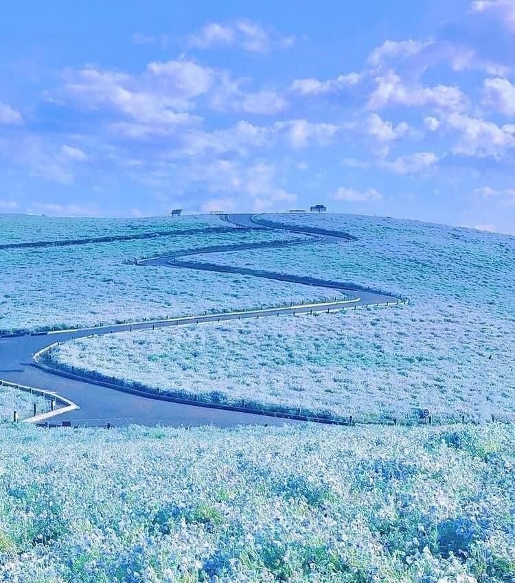 Cánh đồng hoa Nemophila