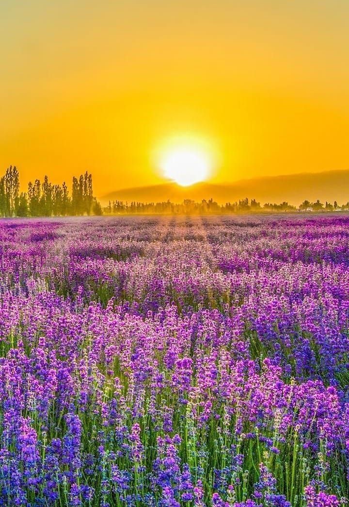 Cánh đồng hoa oải hương ở Provence, Pháp