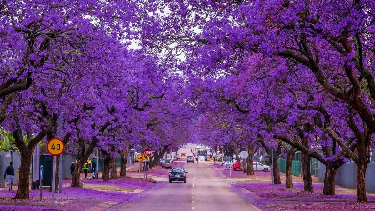 Cánh đồng hoa phượng tím Pretoria, Nam Phi
