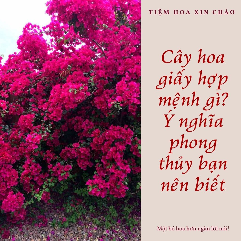 Cây hoa giấy hợp mệnh gì? Ý nghĩa phong thủy