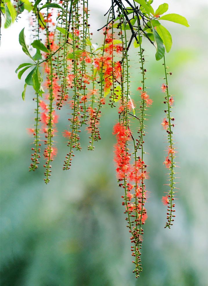 Cây hoa lộc vừng