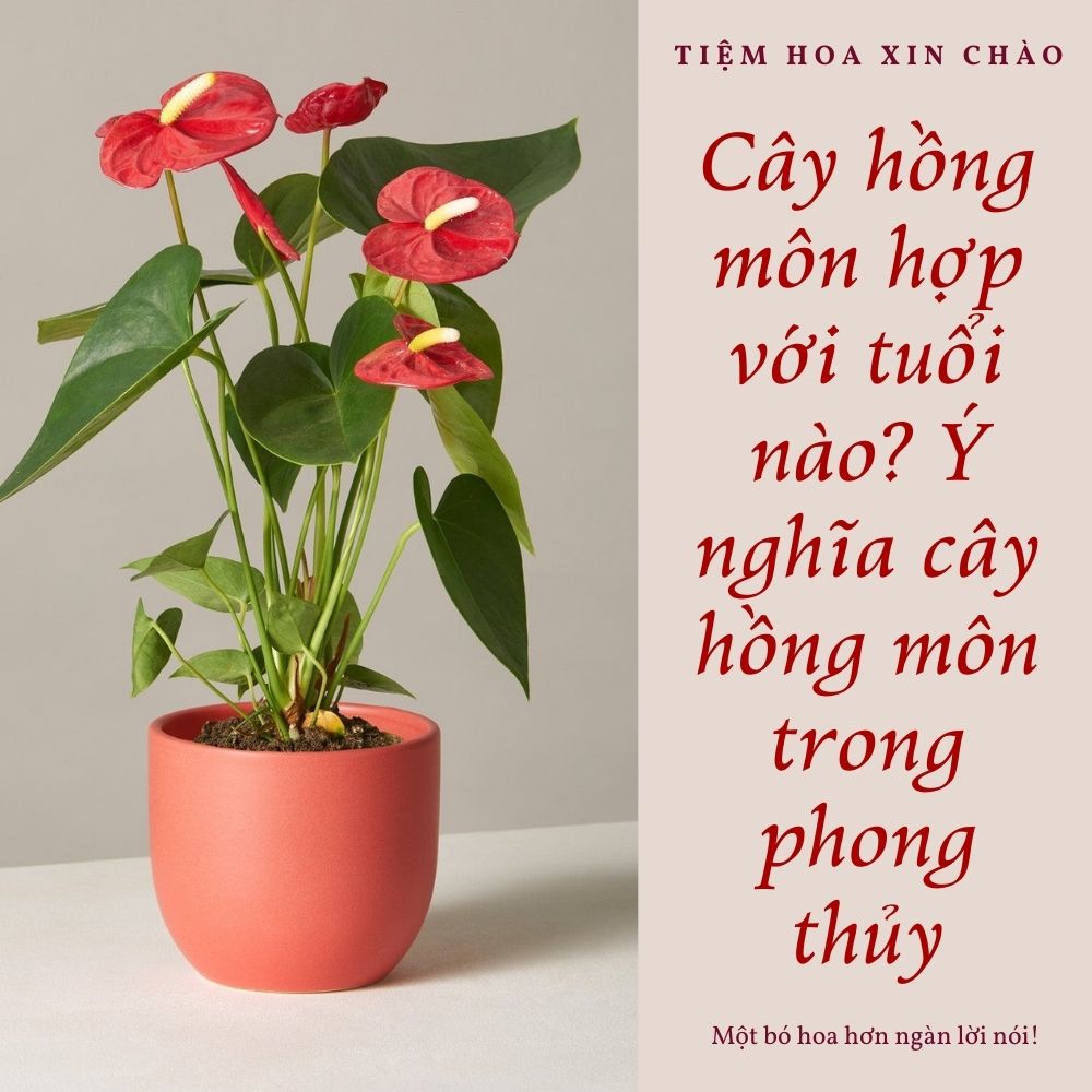 Cây hồng môn hợp với tuổi nào? Ý nghĩa phong thủy