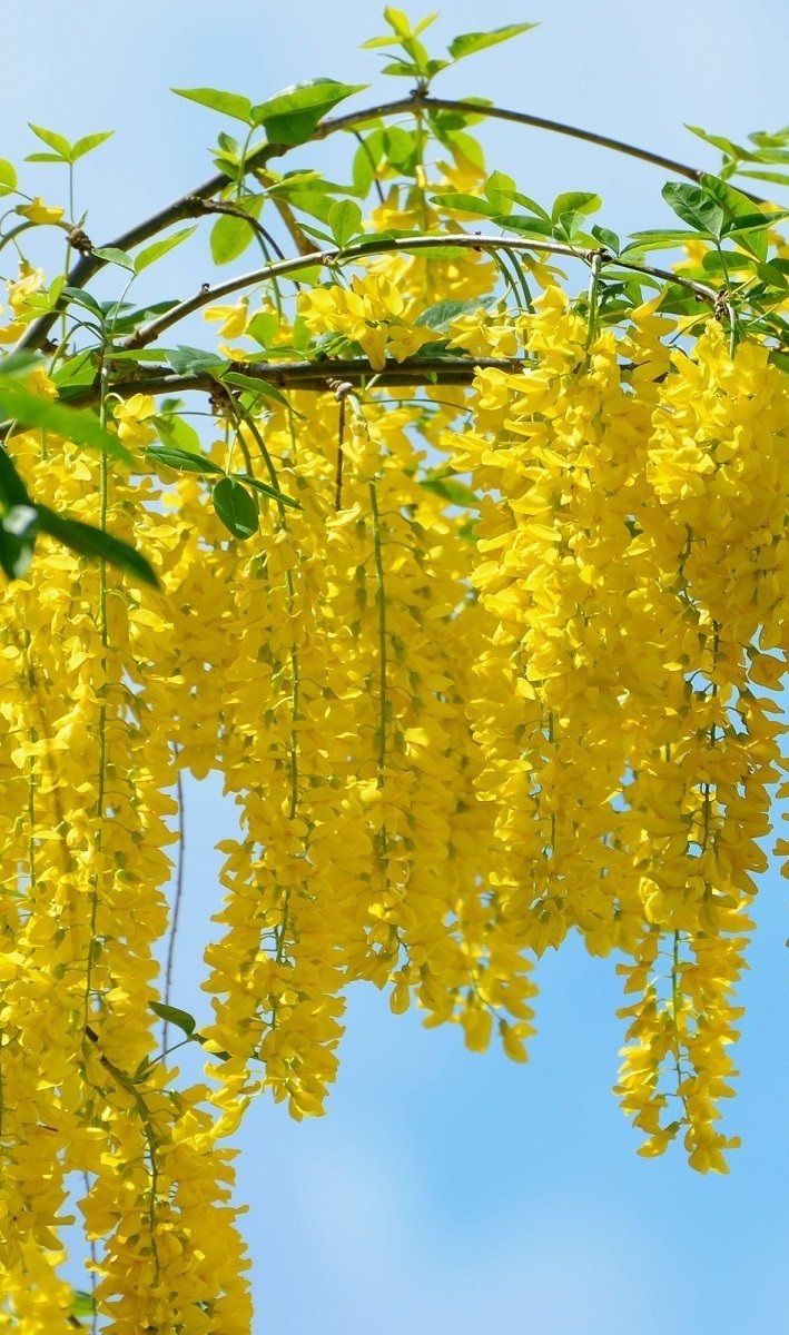 Cây muồng hoa yến