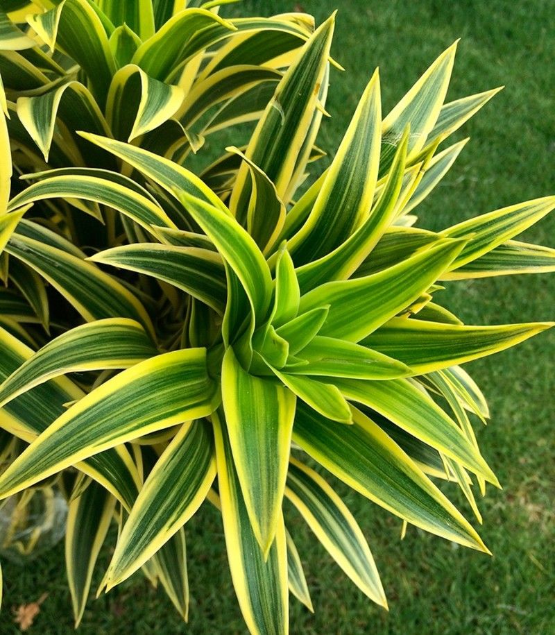 Cây thiết mộc lan