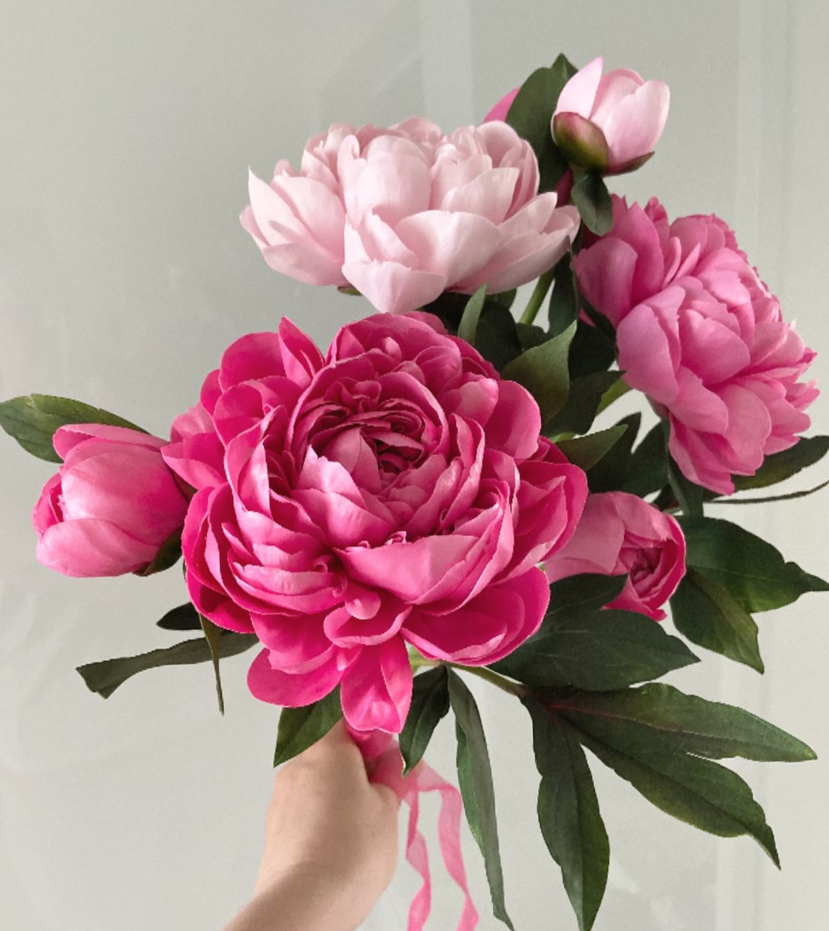 Đặc điểm hoa mẫu đơn