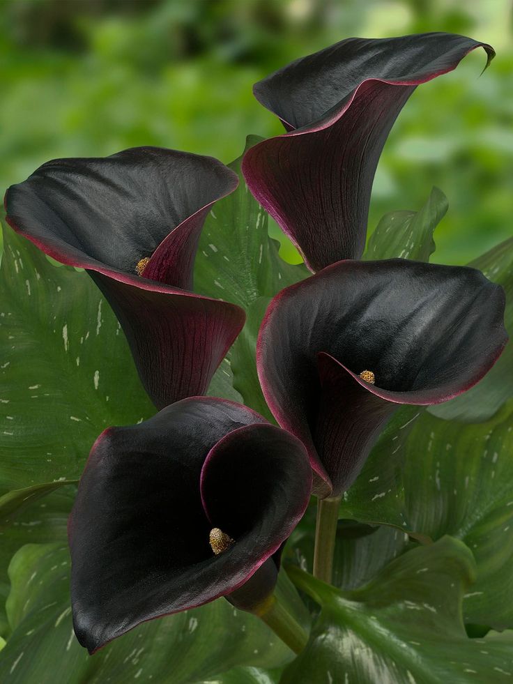 Hoa Calla Lily đen