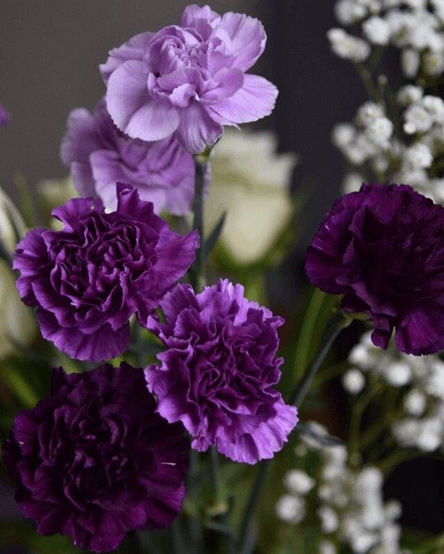 Hoa cẩm chướng tím