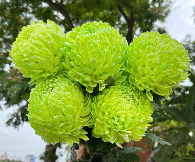 Hoa cúc mẫu đơn xanh lá