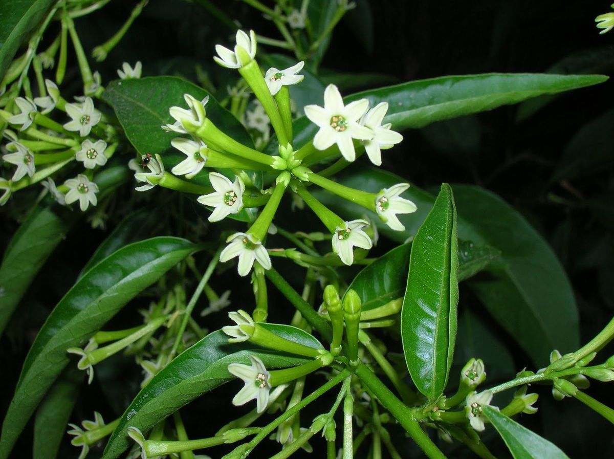 Hoa dạ lý hương