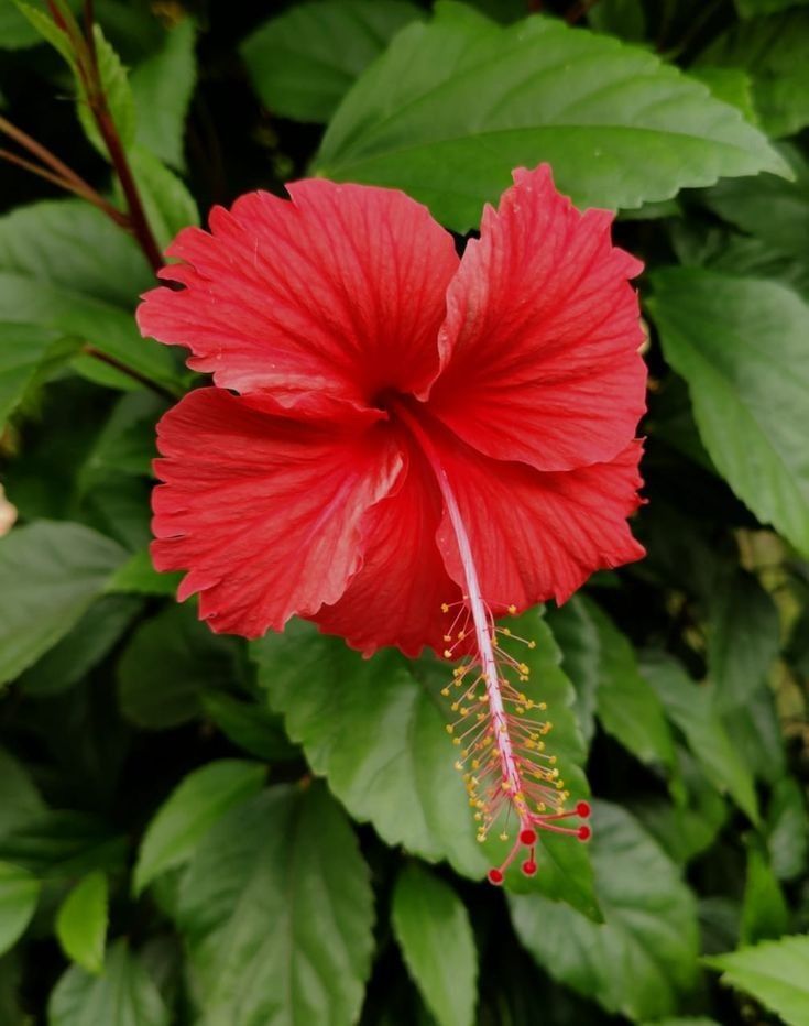 Hoa dâm bụt màu đỏ