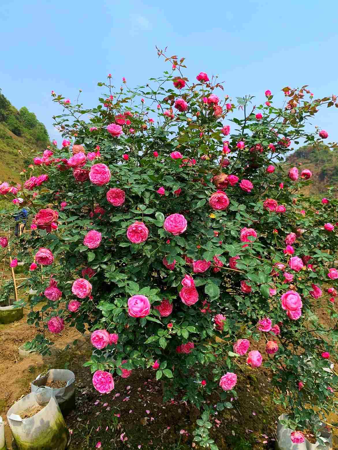 Hoa hồng cổ Sapa